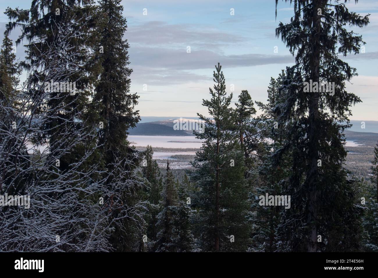 Paysage hivernal magique. Arbres enneigés. Helsinki. Finlande. Photographié avant le coucher du soleil en décembre. Banque D'Images