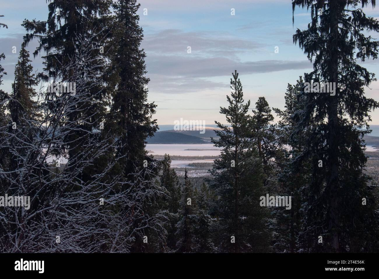 Paysage hivernal magique. Arbres enneigés. Helsinki. Finlande. Photographié avant le coucher du soleil en décembre. Banque D'Images