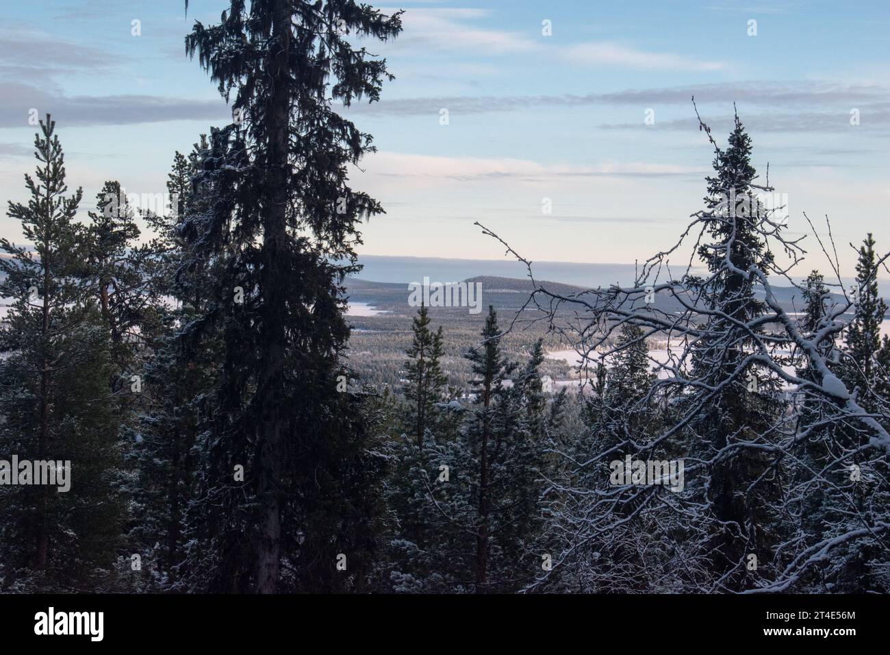 Paysage hivernal magique. Arbres enneigés. Helsinki. Finlande. Photographié avant le coucher du soleil en décembre. Banque D'Images