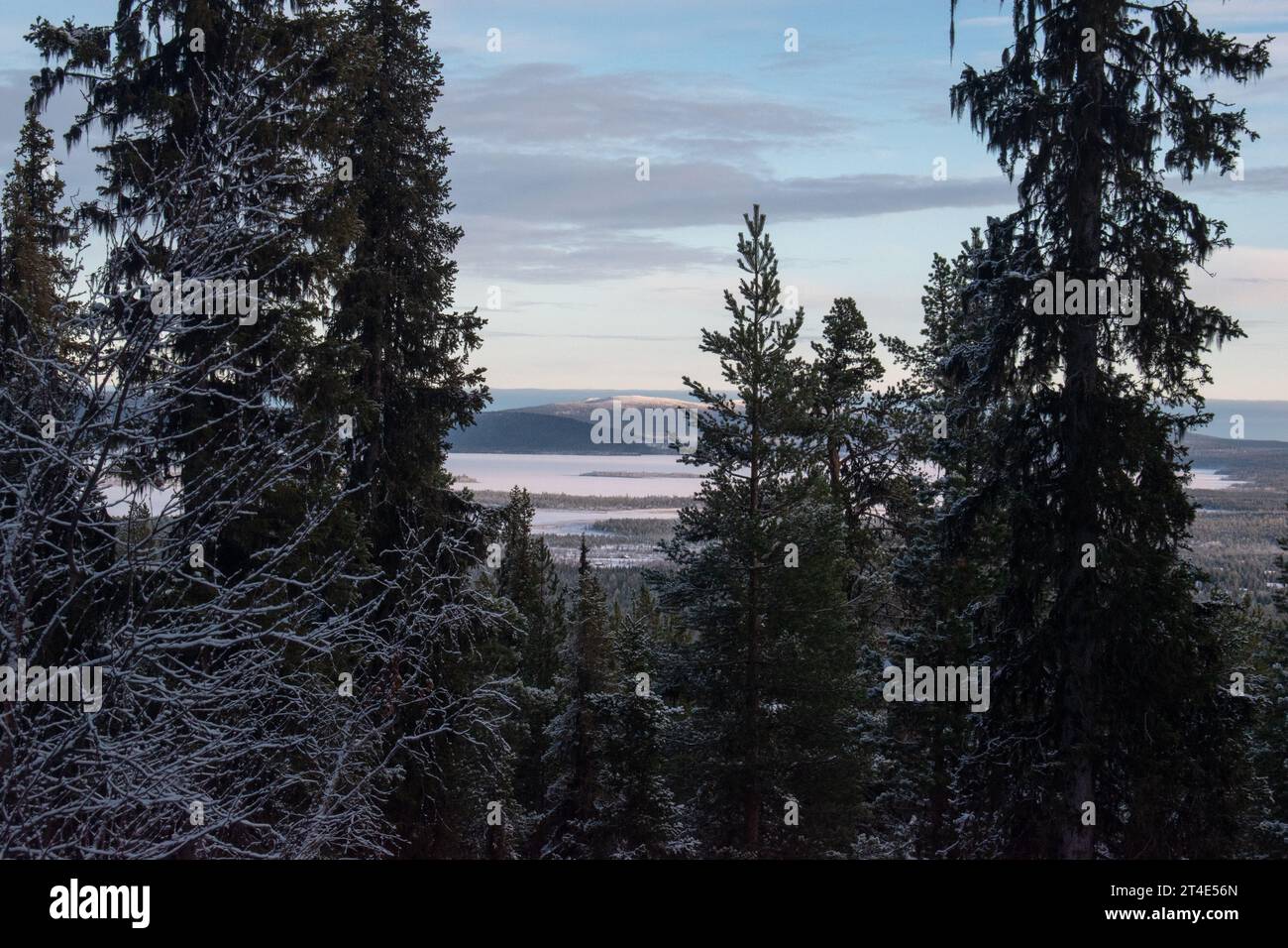 Paysage hivernal magique. Arbres enneigés. Helsinki. Finlande. Photographié avant le coucher du soleil en décembre. Banque D'Images