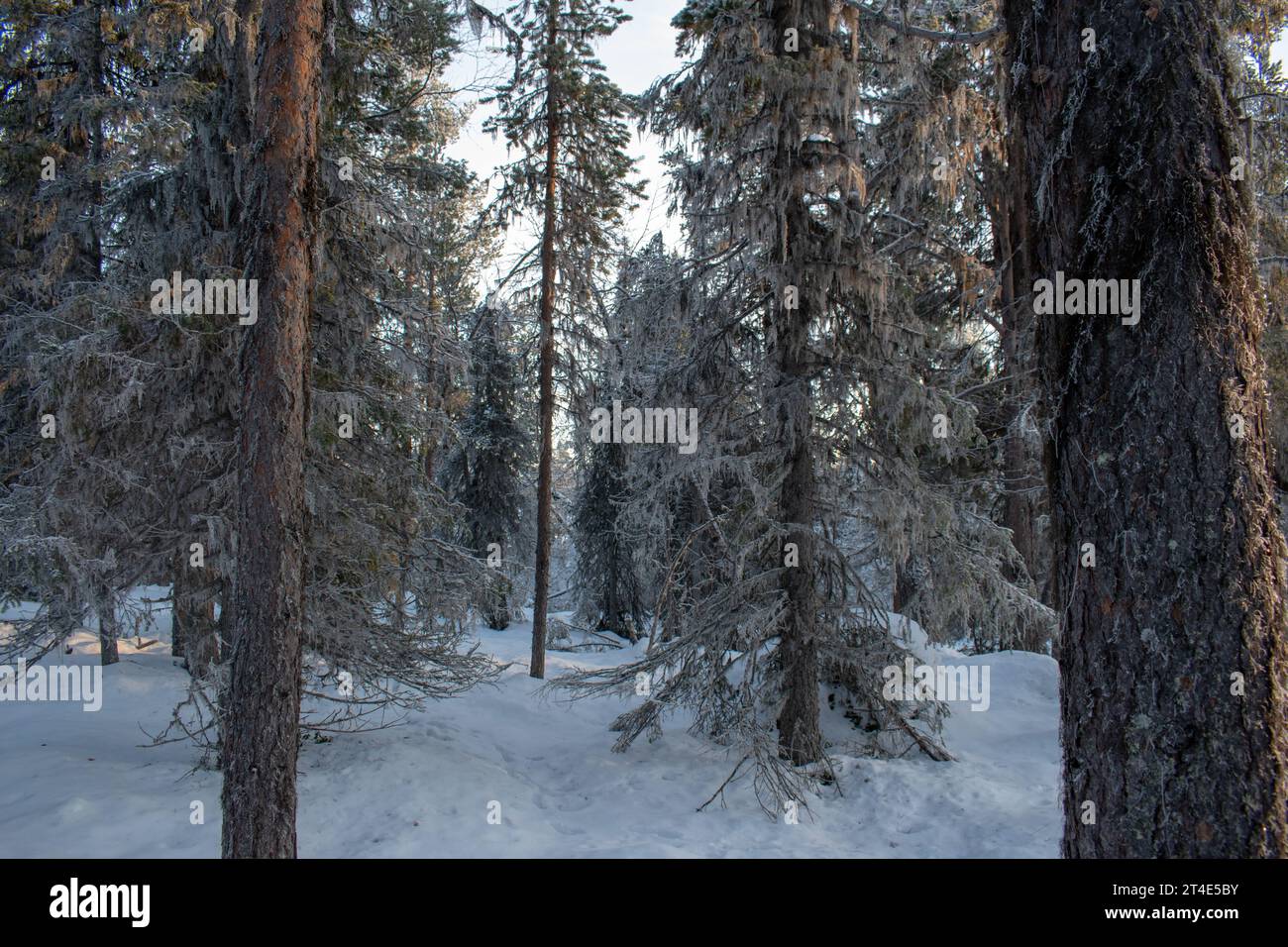 Paysage hivernal de la ville de Jukkasjarvi, Suède. Situé dans le nord de la Suède dans la municipalité de Kiruna. Province de Laponie. Banque D'Images