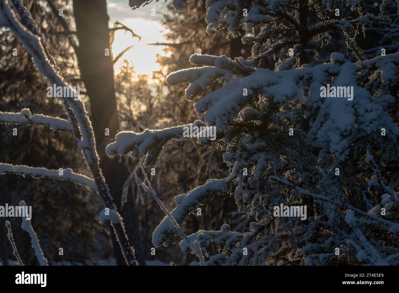 Paysage hivernal magique. Arbres enneigés. Helsinki. Finlande. Photographié avant le coucher du soleil en décembre. Banque D'Images