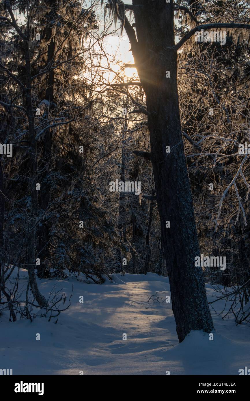 Paysage hivernal magique. Arbres enneigés. Helsinki. Finlande. Photographié avant le coucher du soleil en décembre. Banque D'Images