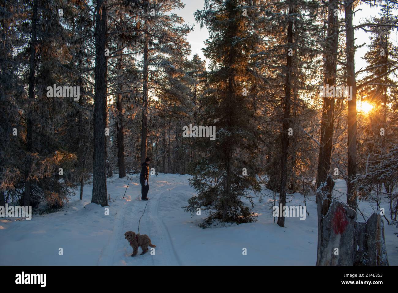 Paysage hivernal de la ville de Jukkasjarvi, Suède. Situé dans le nord de la Suède dans la municipalité de Kiruna. Province de Laponie. Banque D'Images