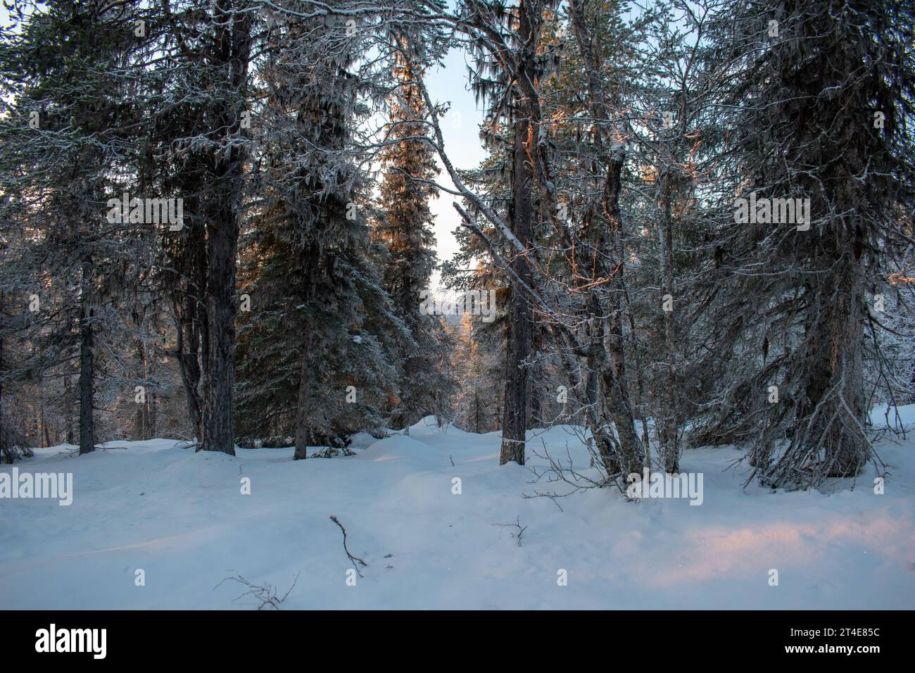 Paysage hivernal de la ville de Jukkasjarvi, Suède. Situé dans le nord de la Suède dans la municipalité de Kiruna. Province de Laponie. Banque D'Images