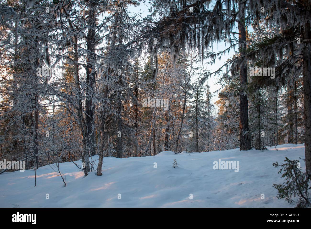 Paysage hivernal magique. Arbres enneigés. Helsinki. Finlande. Photographié avant le coucher du soleil en décembre. Banque D'Images