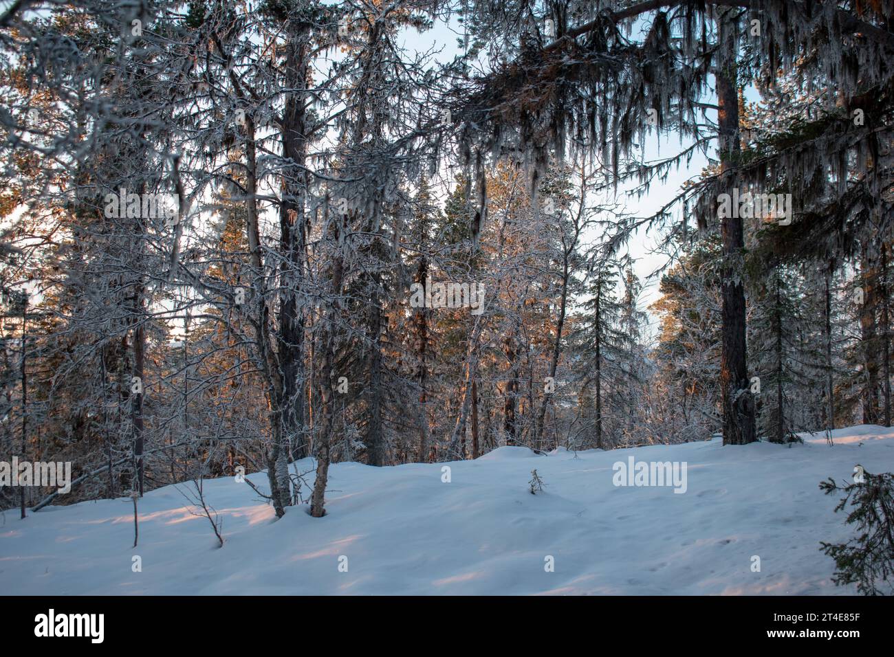Paysage hivernal magique. Arbres enneigés. Helsinki. Finlande. Photographié avant le coucher du soleil en décembre. Banque D'Images