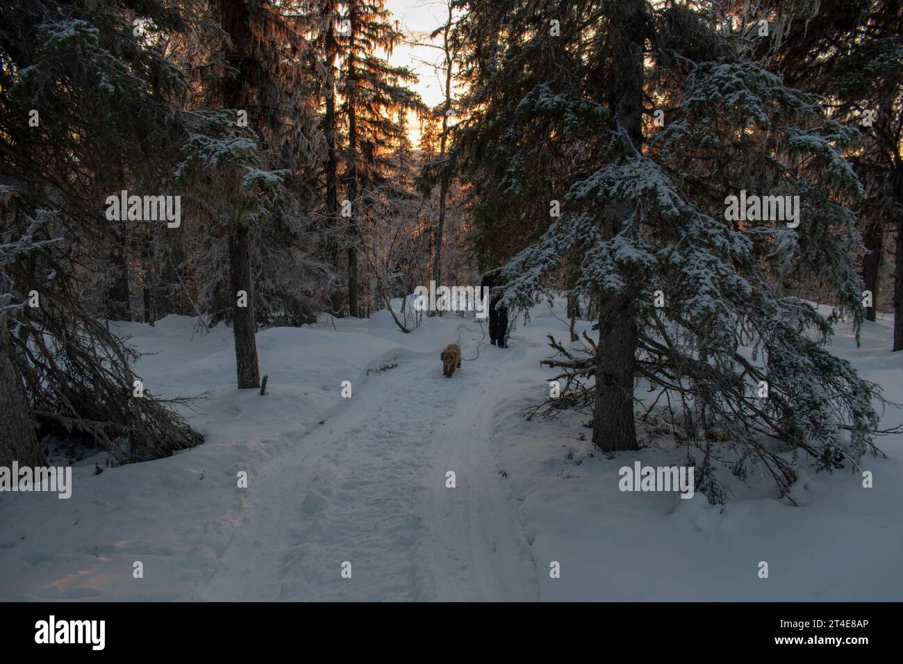 Paysage hivernal de la ville de Jukkasjarvi, Suède. Situé dans le nord de la Suède dans la municipalité de Kiruna. Province de Laponie. Banque D'Images