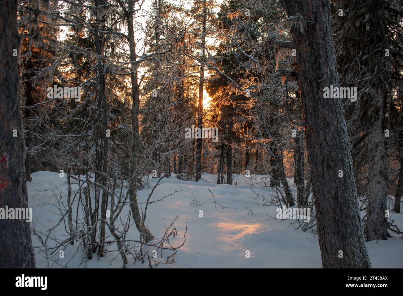 Paysage hivernal de la ville de Jukkasjarvi, Suède. Situé dans le nord de la Suède dans la municipalité de Kiruna. Province de Laponie. Banque D'Images