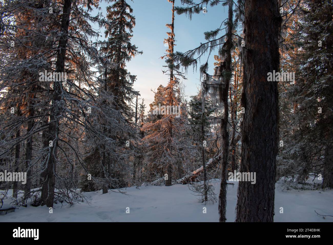 Paysage hivernal magique. Arbres enneigés. Helsinki. Finlande. Photographié avant le coucher du soleil en décembre. Banque D'Images
