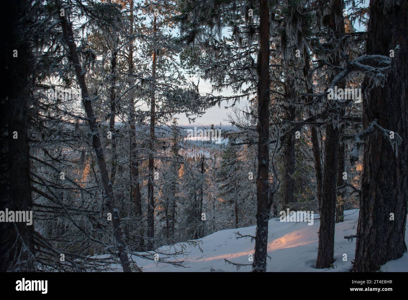 Paysage hivernal magique. Arbres enneigés. Helsinki. Finlande. Photographié avant le coucher du soleil en décembre. Banque D'Images