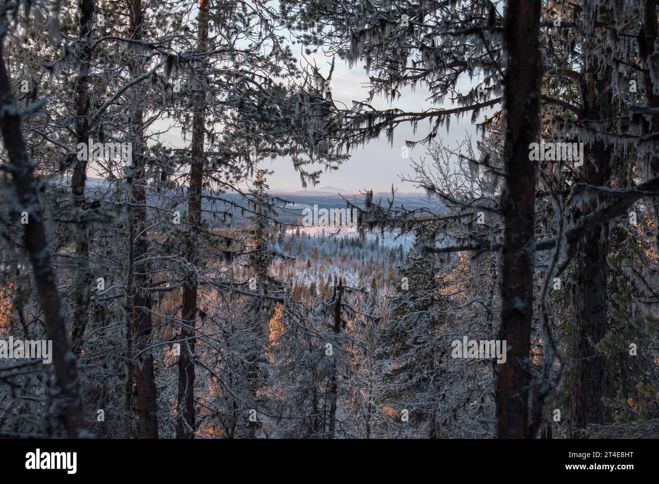 Paysage hivernal magique. Arbres enneigés. Helsinki. Finlande. Photographié avant le coucher du soleil en décembre. Banque D'Images