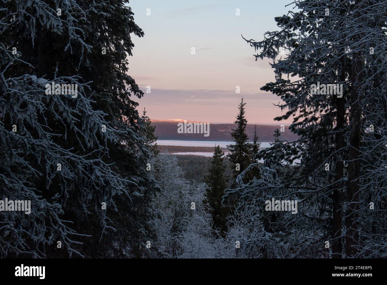 Paysage hivernal magique. Arbres enneigés. Helsinki. Finlande. Photographié avant le coucher du soleil en décembre. Banque D'Images