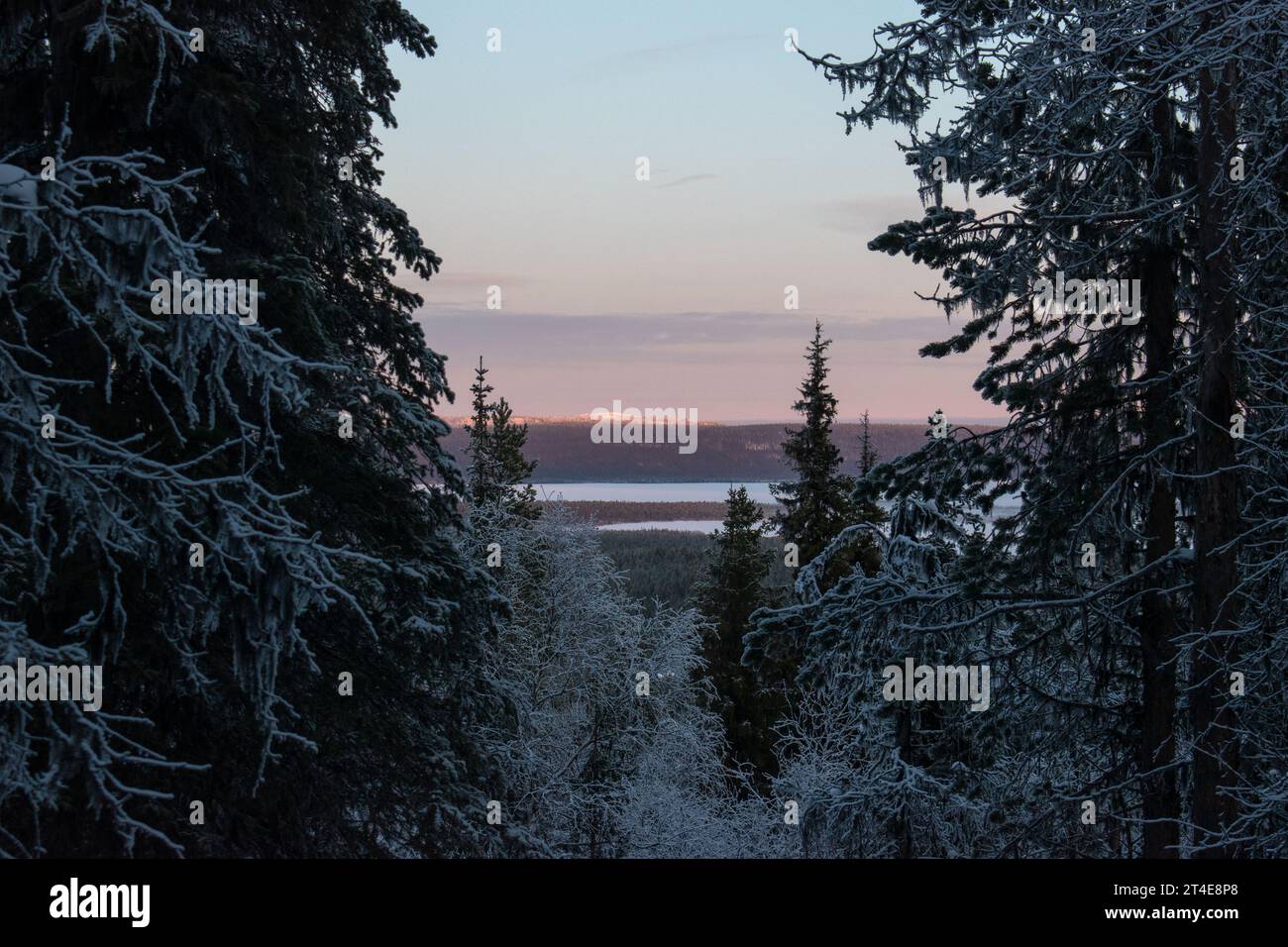 Paysage hivernal magique. Arbres enneigés. Helsinki. Finlande. Photographié avant le coucher du soleil en décembre. Banque D'Images