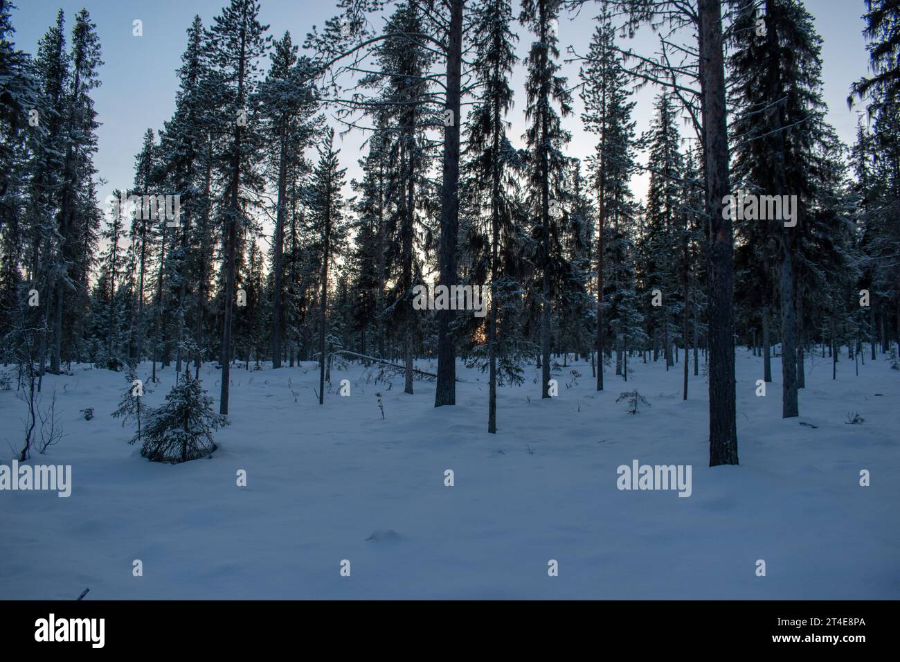 Paysage hivernal magique. Arbres enneigés. Helsinki. Finlande. Photographié avant le coucher du soleil en décembre. Banque D'Images