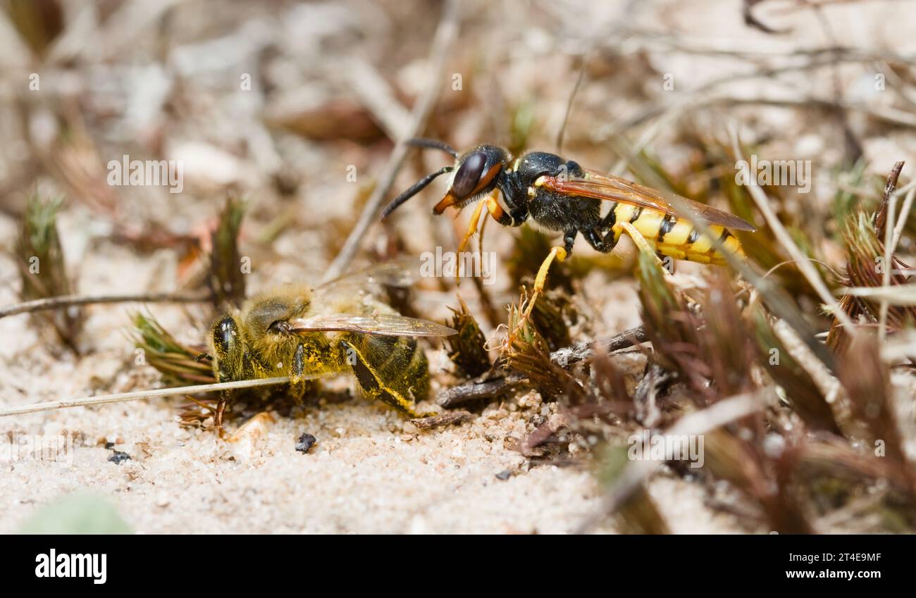 Femelle Bee Wolf, Philanthus triangulum, en vol attaquant Une abeille au sol, Blashford Lakes UK Banque D'Images