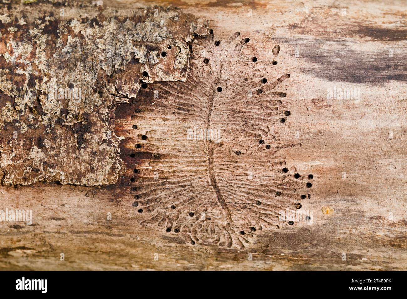 Marques, trous et tunnels réalisés par Bark Beetles, IPS Engraver Beetles sur Un morceau de bois mort, Blashford Lakes, New Forest UK Banque D'Images