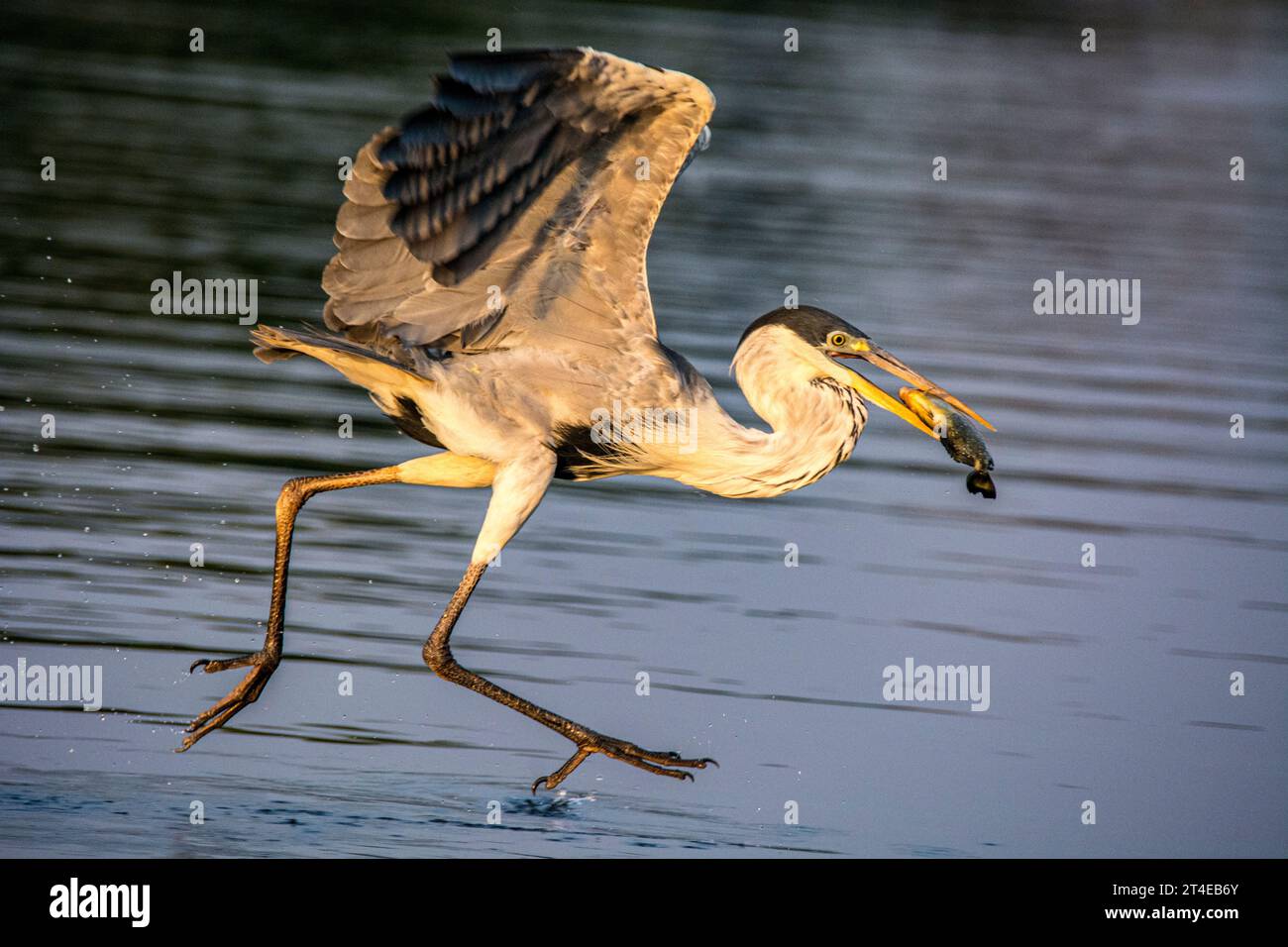 Cocoi Héron ou Héron à cou blanc, Ardea cocoi, pêche dans une rivière du Pantanal, Mato Grosso, Brésil Banque D'Images