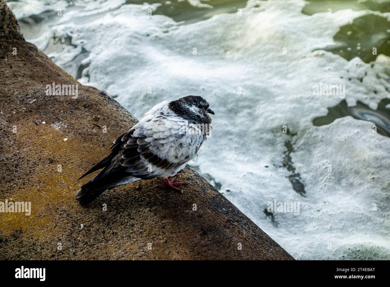 Pigeon commun, Columba livia domestica, chassé avec des plumes volantes dans le vent sur le bord de la rivière Hudson mousseuse, New York City, NY, USA Banque D'Images