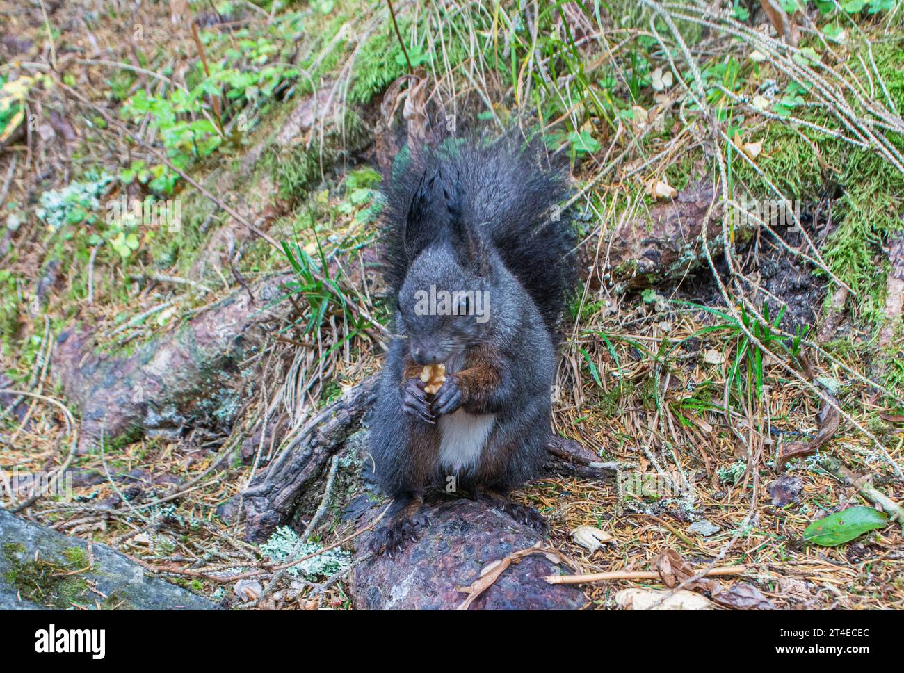 Les écureuils qui nourrissent à la main à Bad Gastein, Autriche Banque D'Images