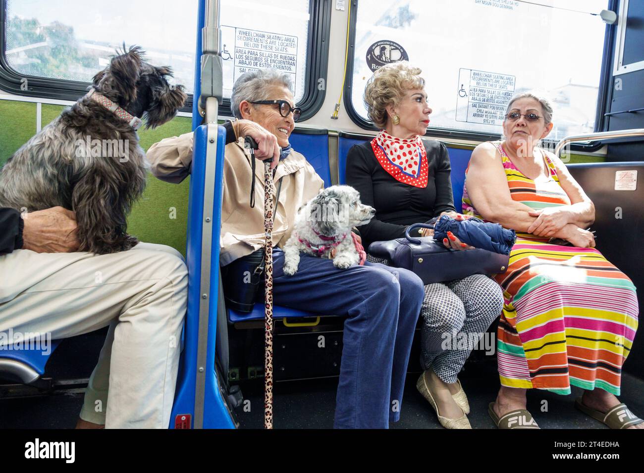 Miami Beach Floride, Miami-Dade Metrobus, transport public par autobus, à l'intérieur assis passagers cavaliers chien, femme femme femme femme femme femme, adulte, resi Banque D'Images