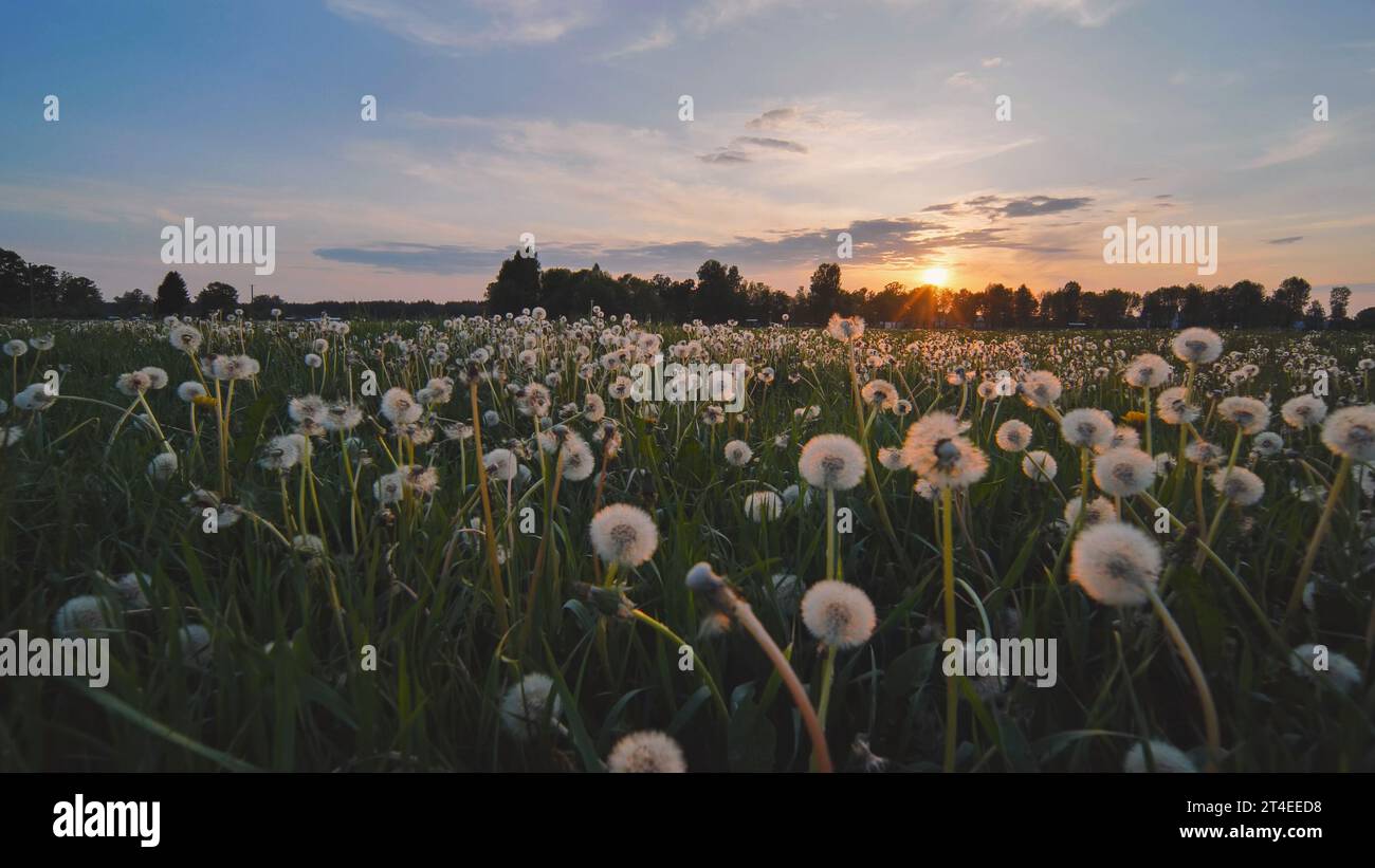 Une prairie de pissenlits un soir d'été au coucher du soleil. Vue en mouvement. Banque D'Images