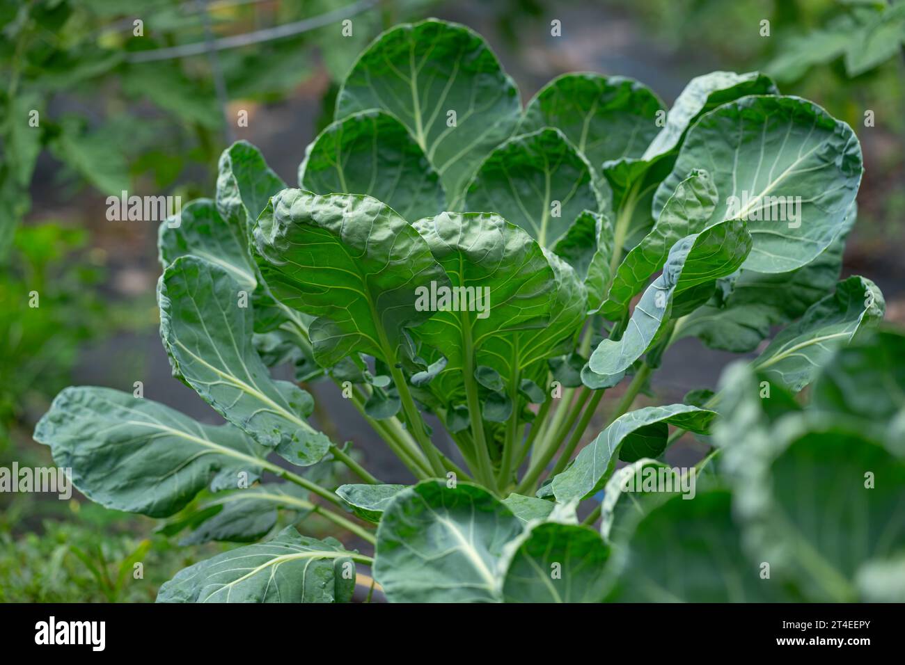 Feuilles d'une choux de Bruxelles (Brassica oleracea var. gemmifera) plante poussant dans un jardin. Banque D'Images