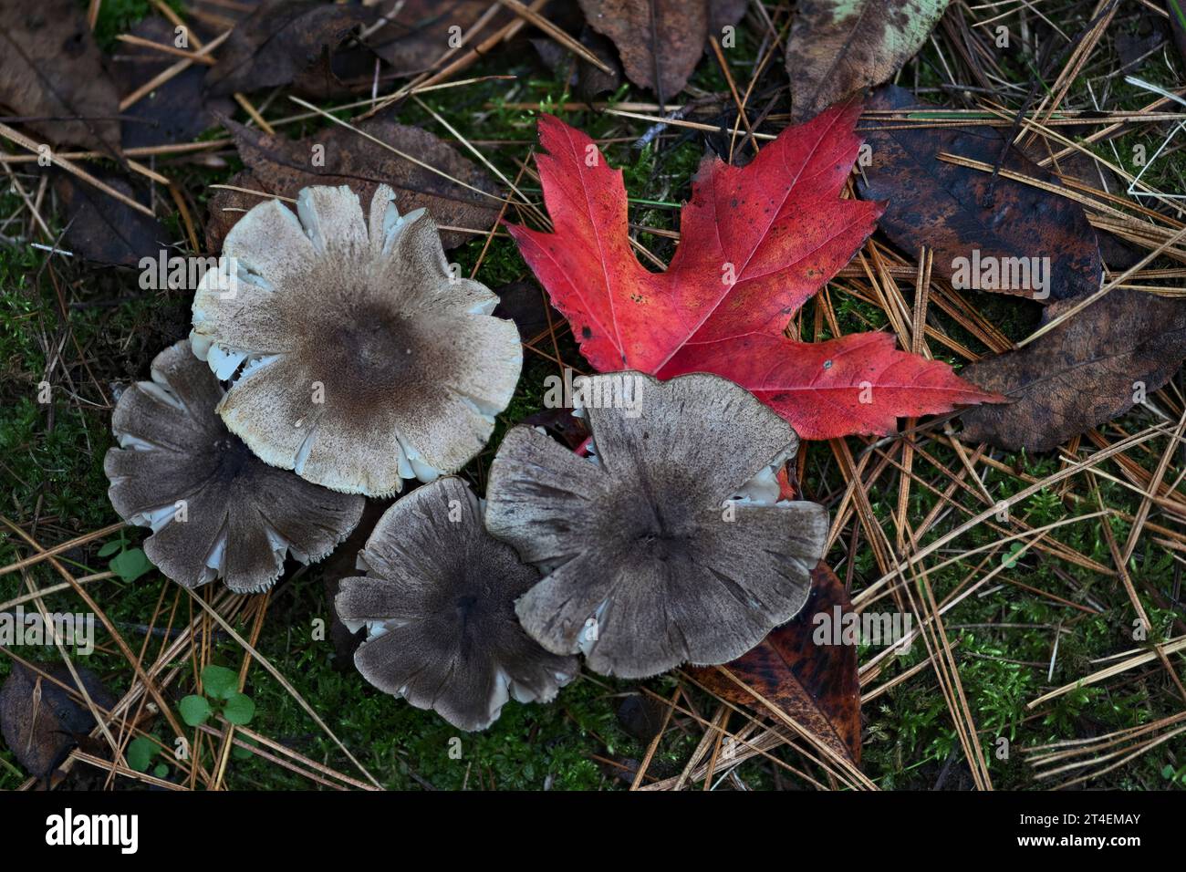 Champignons et feuille d'érable rouge au début de l'automne Banque D'Images