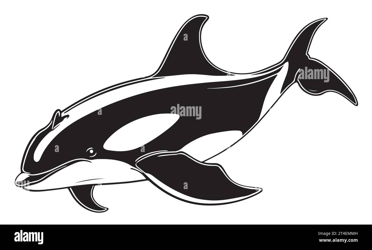 Orca Killer Whale esquisse, illustration vectorielle vintage. Dessin au trait dessiné à la main d'animaux marins Ensemble de dessin gravé baleine de cirque. Ocean Life noir gravé design pour tatouage rétro réaliste, affiche, bannière Illustration de Vecteur
