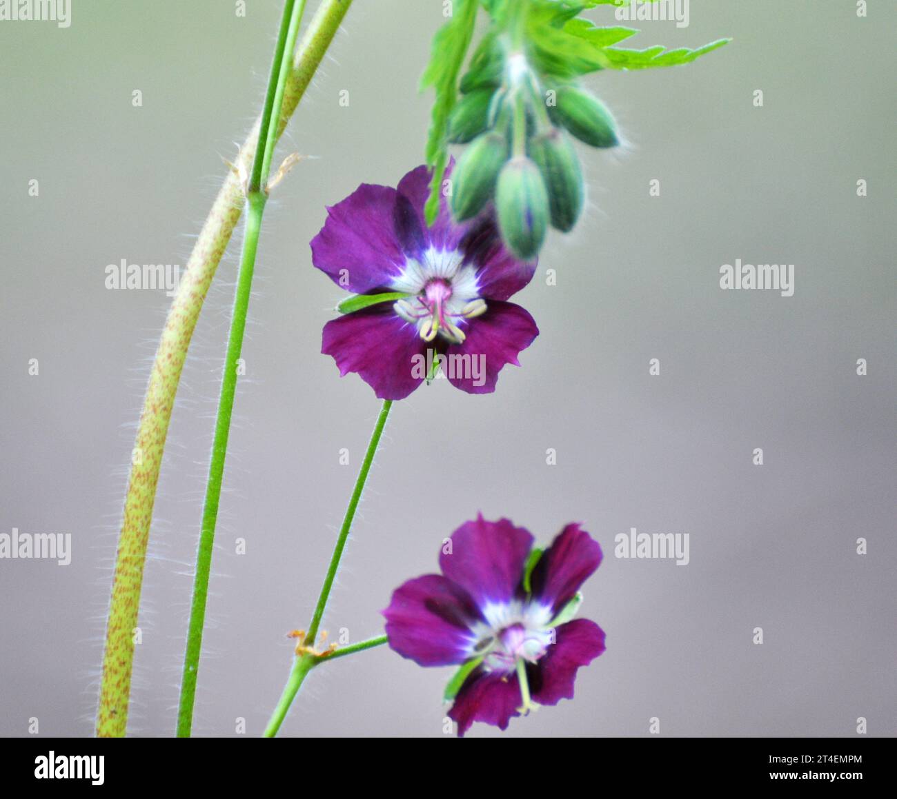 Dans la nature dans la forêt de printemps Geranium phaeum fleurs Banque D'Images