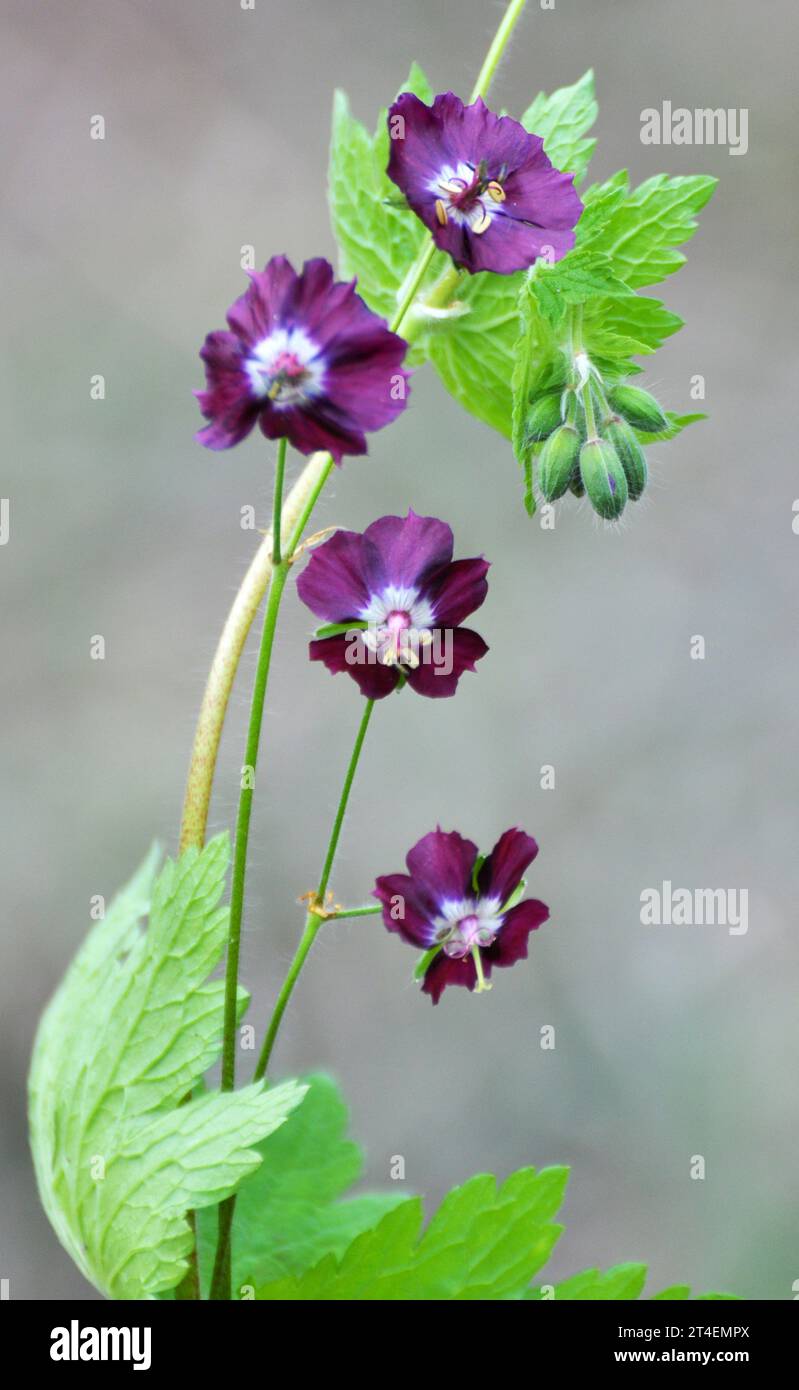 Dans la nature dans la forêt de printemps Geranium phaeum fleurs Banque D'Images