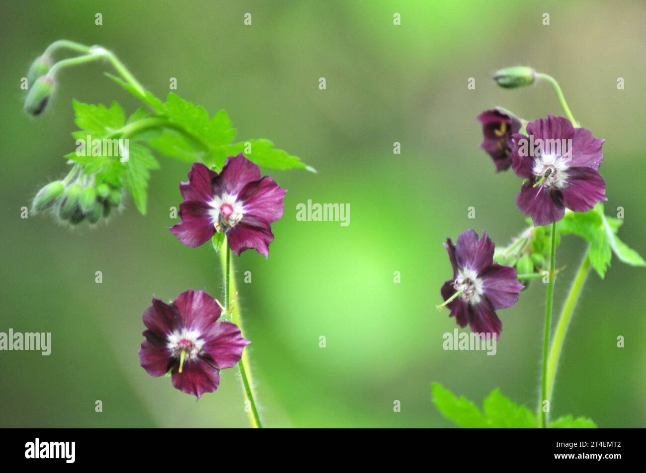 Dans la nature dans la forêt de printemps Geranium phaeum fleurs Banque D'Images