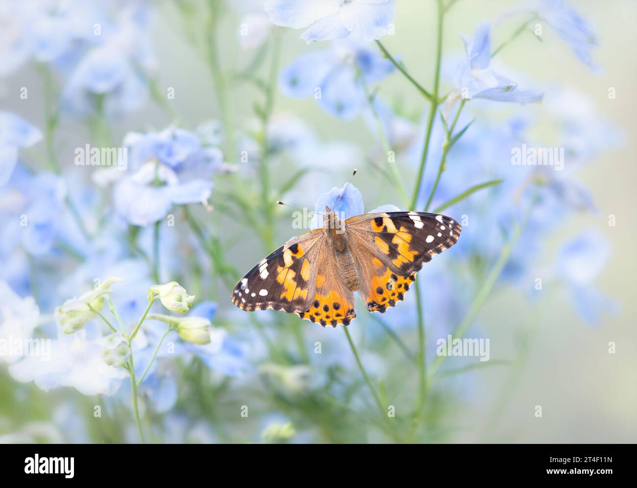 Macro d'une dame papillon peinte (vanessa cardui) reposant sur des fleurs de delphinium bleu. Vue de dessus avec ailes écartées ouvertes. Banque D'Images