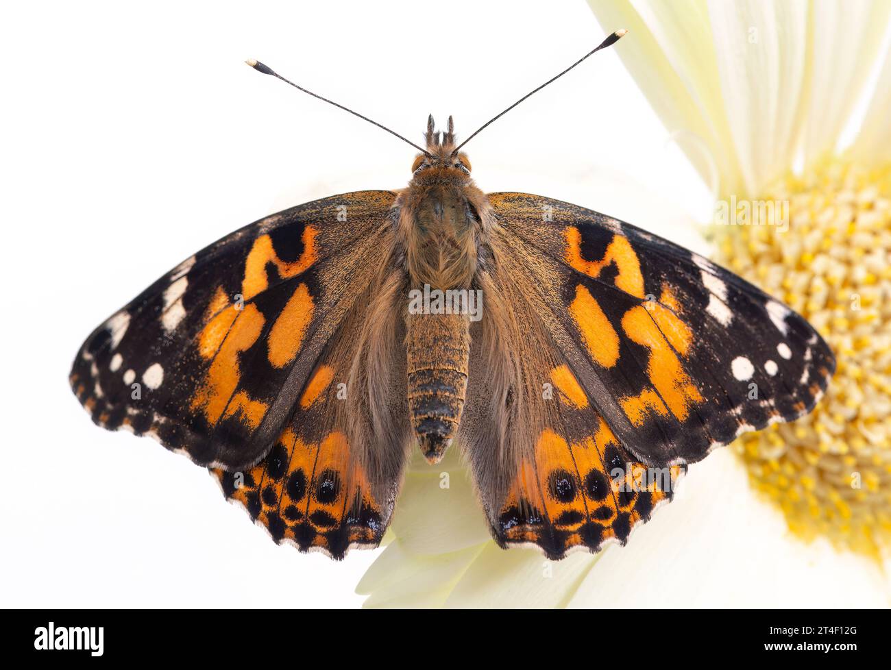 Macro d'une dame papillon peinte (vanessa cardui) reposant sur une fleur de gerbera. Vue de dessus avec ailes écartées ouvertes. Banque D'Images