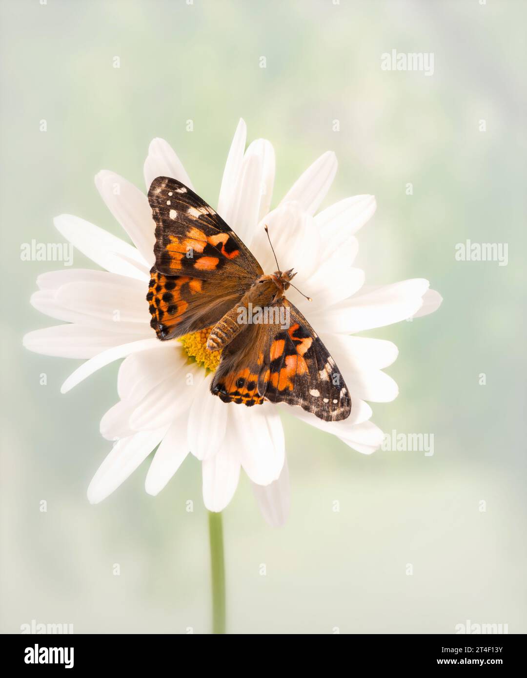 Macro d'une dame papillon peinte (vanessa cardui) reposant sur une fleur blanche. Vue de dessus avec ailes écartées ouvertes. Banque D'Images