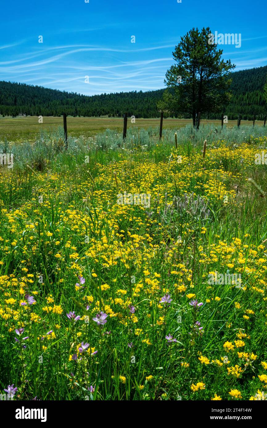 Fleurs sauvages le long de la route dans Summit Prairie de l'Oregon dans la forêt nationale malheur, au sud de Prairie City près de la nature sauvage de Strawberry Mountain. Banque D'Images