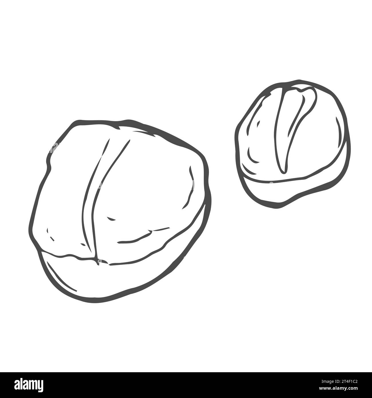 Filet de pétoncle cuit ou cru dans le style de croquis monochrome, illustration vectorielle isolée sur fond blanc. Palourde de fruits de mer rétro dessinée à la main pour restauran Illustration de Vecteur