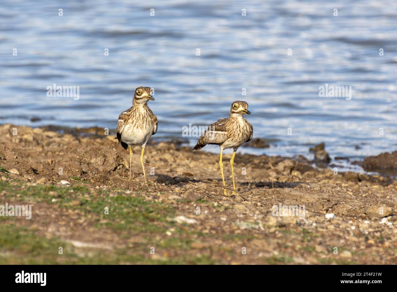 Un mâle (à gauche) et une femelle de l'eau au genou épais debout sur la rive d'un lac dans le parc national de Nairobi, au Kenya Banque D'Images