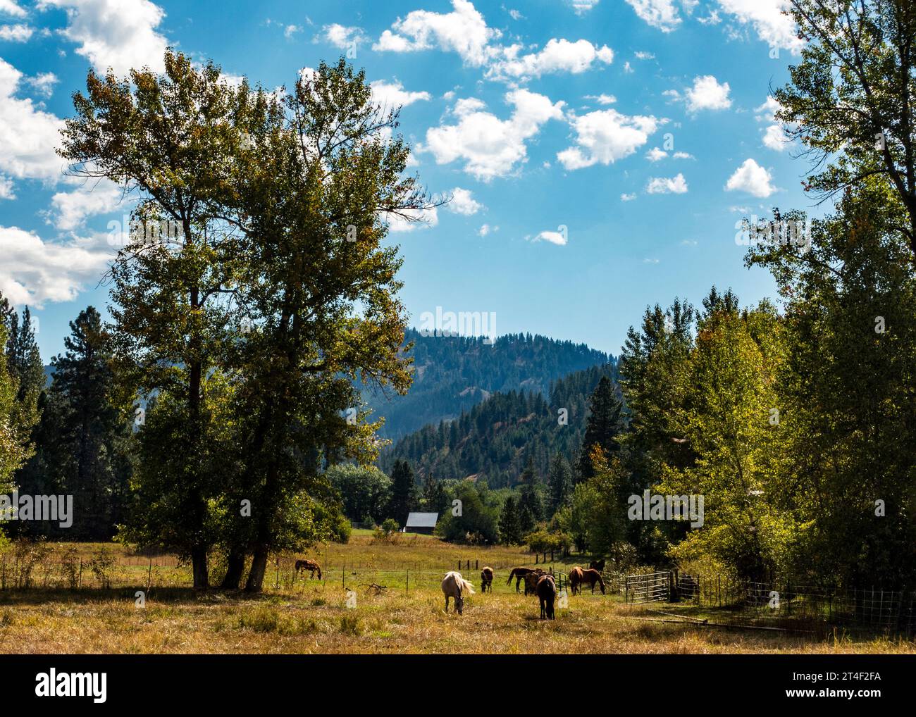 Horse Ranch sur le sentier Weiser River Trail de l'Idaho Banque D'Images