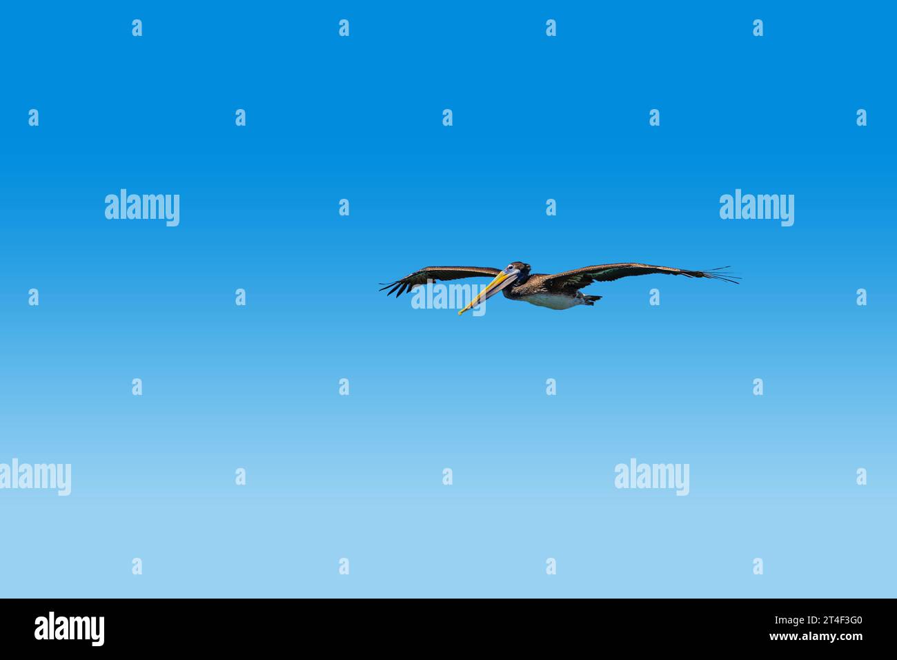 Un oiseau pélican brun avec des ailes et planant dans un ciel bleu clair Banque D'Images