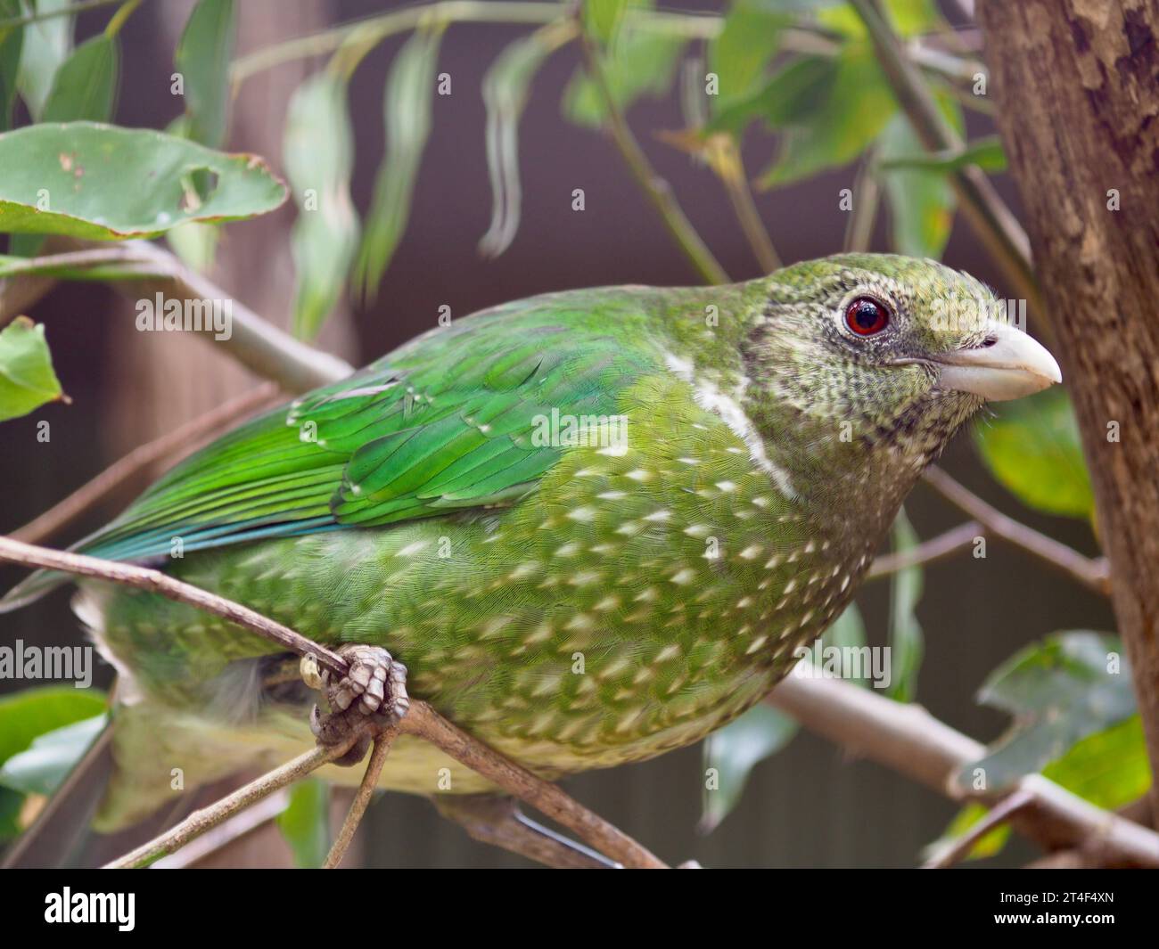 Captivant charismatique magnifique Green Catbird avec des yeux brillants et un plumage vibrant. Banque D'Images