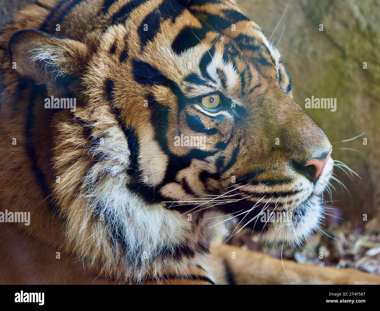 Portrait en gros plan d'un magnifique tigre de Sumatra puissant d'une beauté majestueuse. Banque D'Images