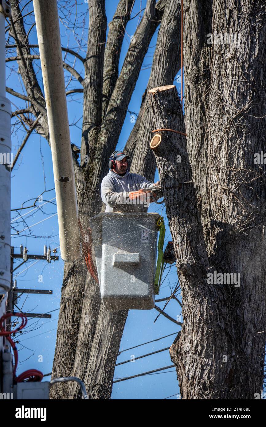 Enlèvement d'arbres dans le comté de Greene, Maple, New York, États-Unis Banque D'Images