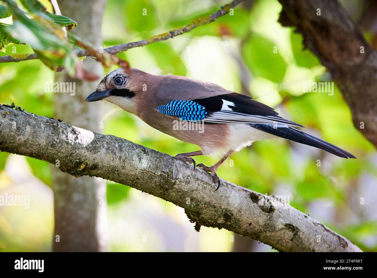 Oiseau geai eurasien assis sur une branche (Garrulus glandarius) Banque D'Images