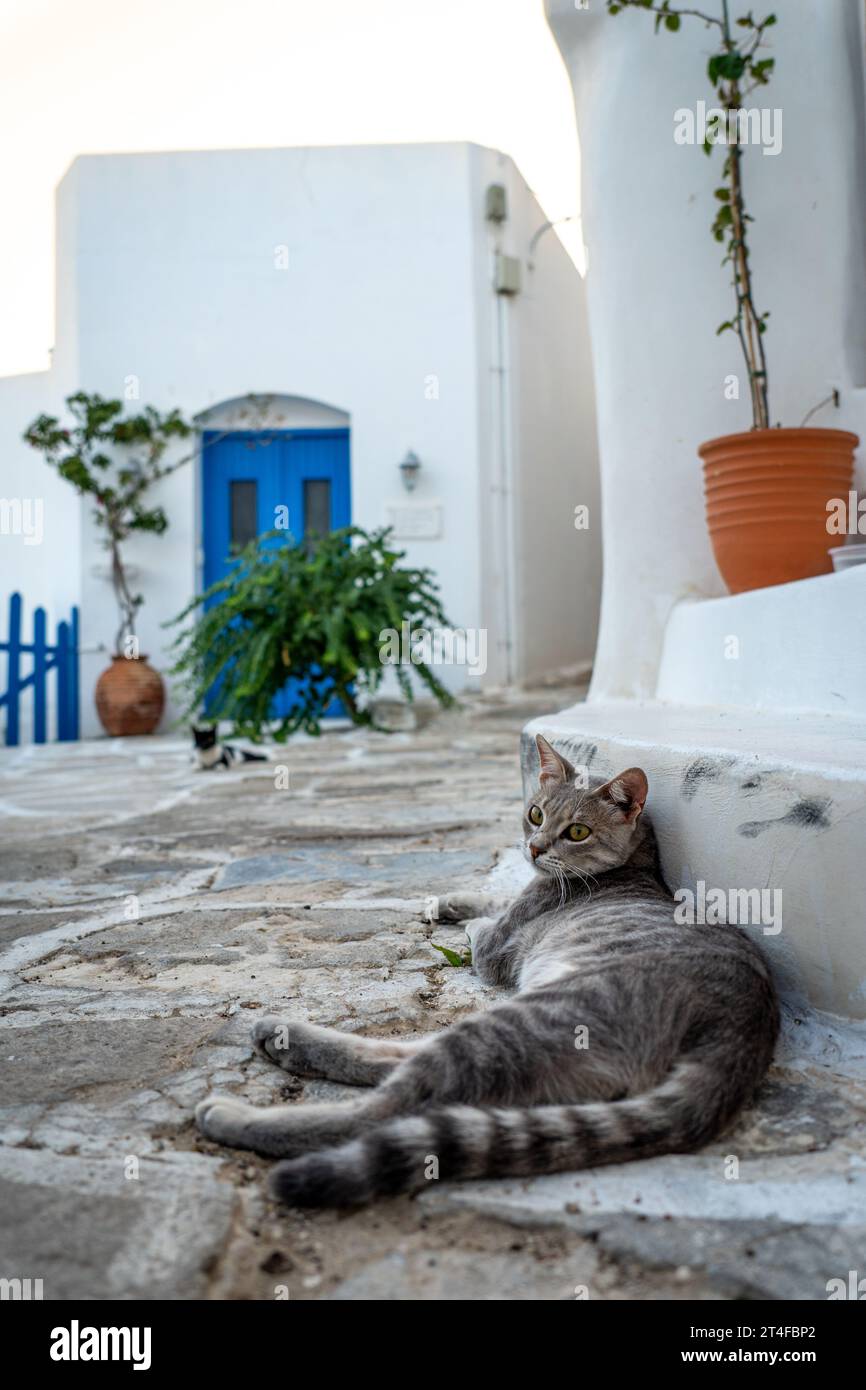 Chat gris couché sur le sol en Grèce Banque D'Images