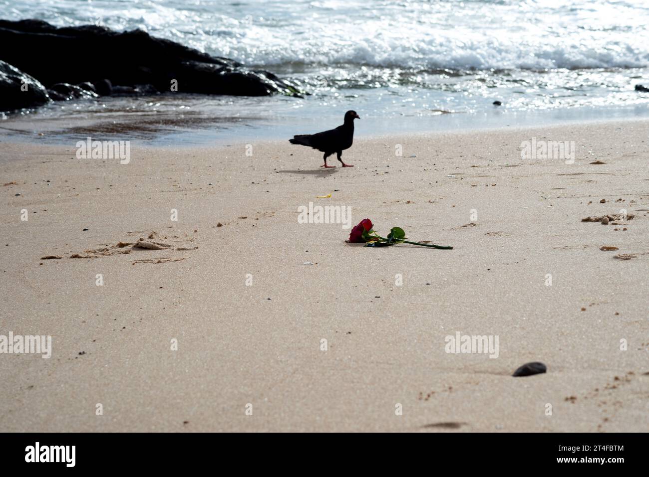 Silhouette d'un pigeon à la recherche de nourriture dans le sable de la plage. La vie animale. Banque D'Images