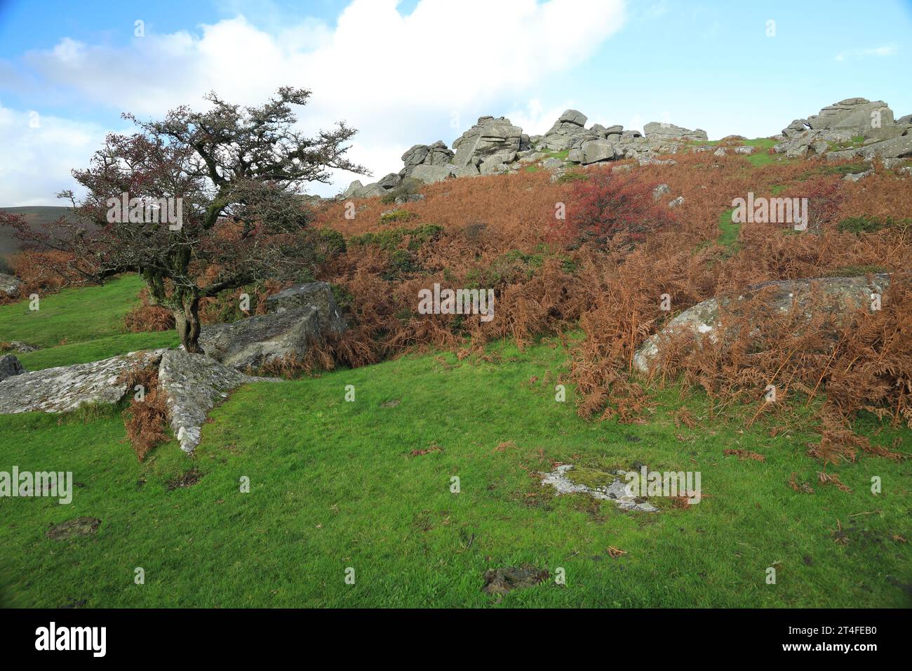 Bonehill Rocka (près de Widecombe), Dartmoor, Devon, Angleterre, Royaume-Uni Banque D'Images