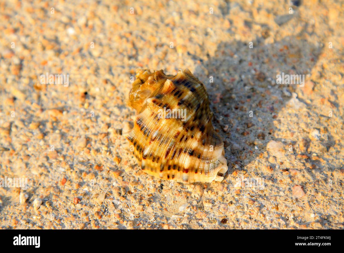 coquille de conque sur le sol, gros plan de la photo Banque D'Images