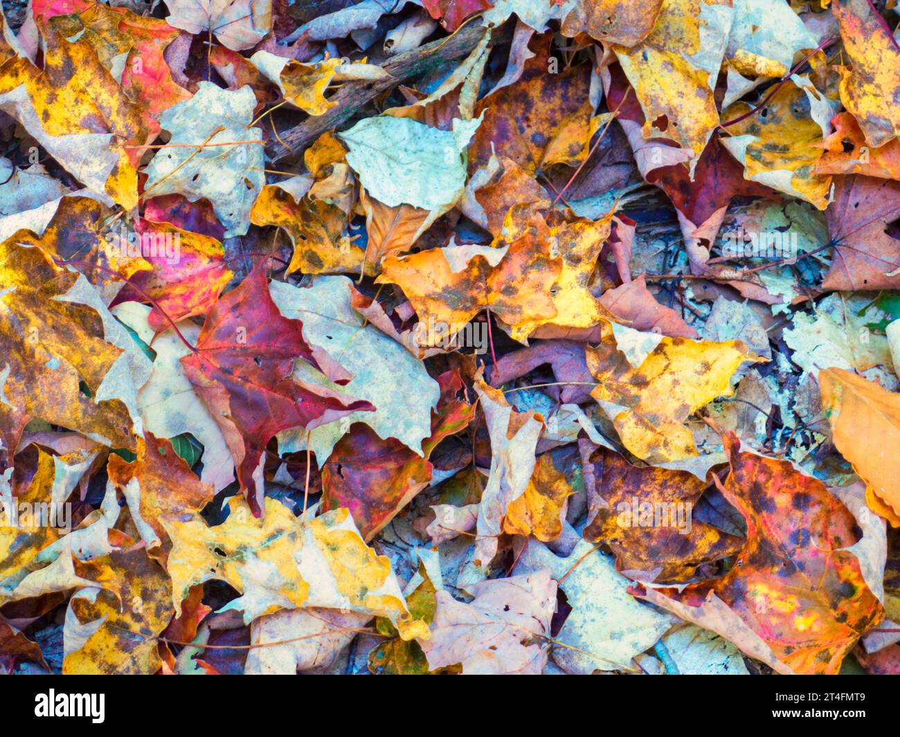 Les feuilles d'automne sur le sol de la forêt Banque D'Images