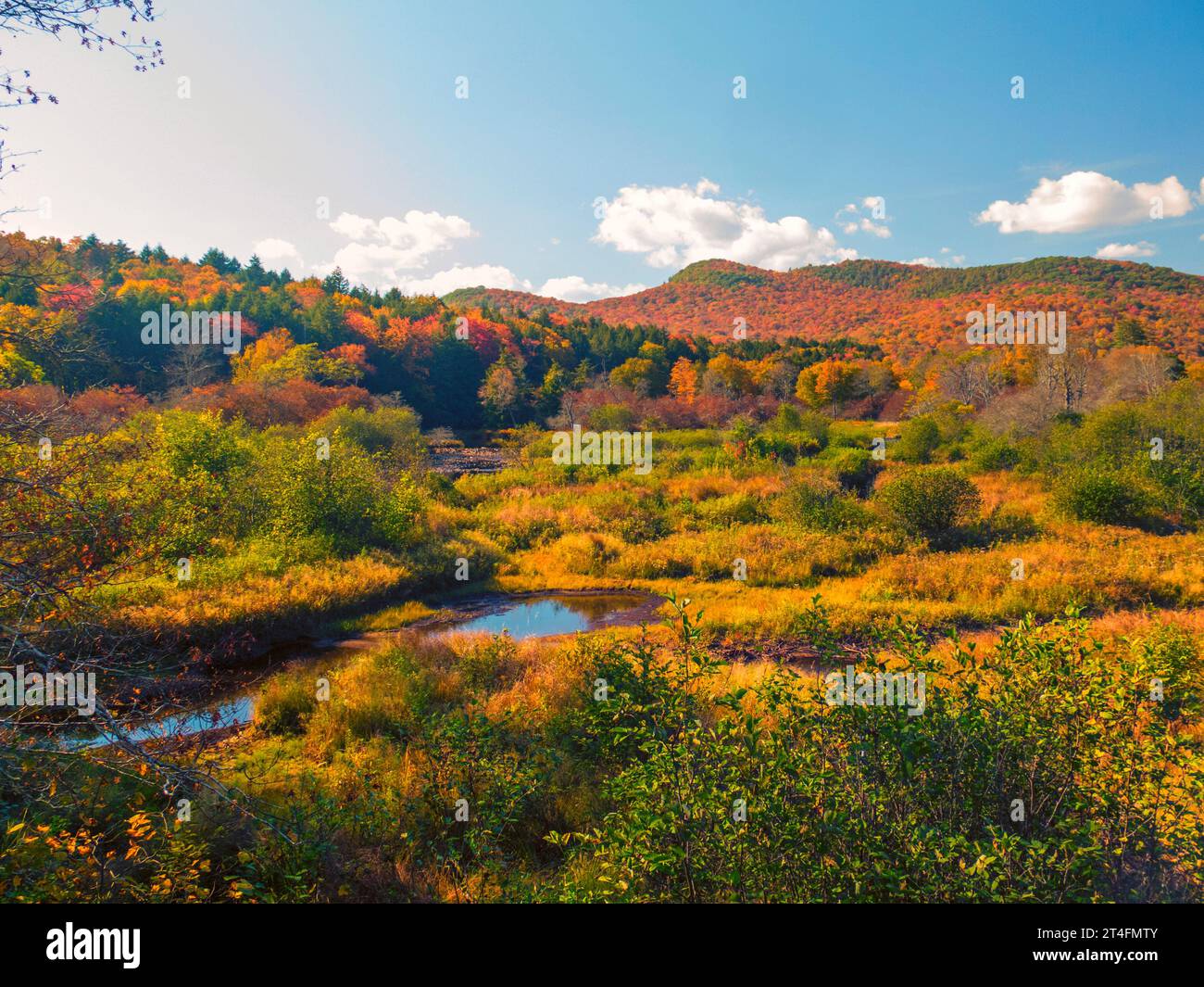 Feuilles d'automne Adirondack Banque D'Images